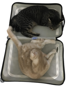 スーツケースをベッドにする猫